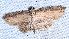  (Quandara stigmaleuca - BCI190822)  @11 [ ] OGL-C; Open Government Licence - Canada (2022) Canadian National Collection of Insects, Arachnids and Nematodes Canadian National Collection of Insects, Arachnids and Nematodes
