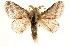  (Tolype lowriei - BIOUG10886-A04)  @15 [ ] CreativeCommons - Attribution (2014) CBG Photography Group Centre for Biodiversity Genomics