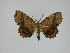  ( - 14-NCCC-411)  @12 [ ] CreativeCommons - Attribution Share-Alike (2010) Canadian National Collection of Insects, Arachnids and Nematodes Canadian National Collection of Insects, Arachnids and Nematodes