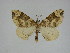  ( - 14-NCCC-420)  @13 [ ] CreativeCommons - Attribution Share-Alike (2010) Canadian National Collection of Insects, Arachnids and Nematodes Canadian National Collection of Insects, Arachnids and Nematodes