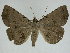  ( - 14-NCCC-690)  @13 [ ] CreativeCommons - Attribution Share-Alike (2010) Canadian National Collection of Insects, Arachnids and Nematodes Canadian National Collection of Insects, Arachnids and Nematodes