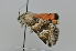  ( - CNC533720)  @11 [ ] CreativeCommons  Attribution Share-Alike (by-sa) (2010) Canadian National Collection of Insects, Arachnids and Nematodes Canadian National Collection of Insects, Arachnids and Nematodes