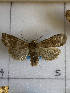  ( - CNC871369)  @11 [ ] Attribution-NonCommercial-ShareAlike (2021) Canadian National Collection of Insects, Arachnids and Nematodes Canadian National Collection of Insects, Arachnids and Nematodes
