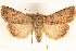  ( - CNCI00034323)  @11 [ ] CreativeCommons - Attribution (2014) CBG Photography Group Centre for Biodiversity Genomics