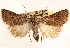  ( - CNCI00035195)  @11 [ ] CreativeCommons - Attribution (2014) CBG Photography Group Centre for Biodiversity Genomics