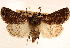  ( - CNCI00035196)  @11 [ ] CreativeCommons - Attribution (2014) CBG Photography Group Centre for Biodiversity Genomics