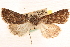  ( - CNCI00035197)  @11 [ ] CreativeCommons - Attribution (2014) CBG Photography Group Centre for Biodiversity Genomics