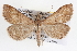  (Renia pulverosalis - CNCLEP00030450)  @15 [ ] CreativeCommons - Attribution (2014) CBG Photography Group Centre for Biodiversity Genomics