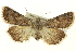  ( - CNCLEP00052553)  @14 [ ] CreativeCommons - Attribution (2014) CBG Photography Group Centre for Biodiversity Genomics