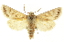  ( - CNCLEP00053381)  @11 [ ] CreativeCommons - Attribution (2014) CBG Photography Group Centre for Biodiversity Genomics