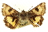  ( - CNCLEP00064750)  @13 [ ] CreativeCommons - Attribution (2014) CBG Photography Group Centre for Biodiversity Genomics