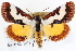  ( - CNCLEP00070073)  @14 [ ] CreativeCommons - Attribution (2014) CBG Photography Group Centre for Biodiversity Genomics