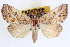  ( - CNCLEP00078479)  @14 [ ] CreativeCommons - Attribution (2014) CBG Photography Group Centre for Biodiversity Genomics