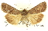  ( - CNCLEP00083801)  @11 [ ] CreativeCommons - Attribution (2014) CBG Photography Group Centre for Biodiversity Genomics
