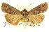  ( - CNCLEP00083802)  @12 [ ] CreativeCommons - Attribution (2014) CBG Photography Group Centre for Biodiversity Genomics