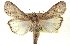  (Motya abseuzalis - CNCLEP00083829)  @15 [ ] CreativeCommons - Attribution (2014) CBG Photography Group Centre for Biodiversity Genomics