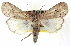  ( - CNCLEP00083830)  @15 [ ] CreativeCommons - Attribution (2014) CBG Photography Group Centre for Biodiversity Genomics