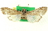  ( - CNCLEP00083831)  @11 [ ] CreativeCommons - Attribution (2014) CBG Photography Group Centre for Biodiversity Genomics