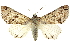  (Orodesma apicina - CNCLEP00083874)  @15 [ ] CreativeCommons - Attribution (2014) CBG Photography Group Centre for Biodiversity Genomics