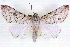  ( - CNCLEP00083875)  @14 [ ] CreativeCommons - Attribution (2014) CBG Photography Group Centre for Biodiversity Genomics