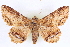  ( - CNCLEP00083885)  @11 [ ] CreativeCommons - Attribution (2014) CBG Photography Group Centre for Biodiversity Genomics