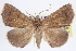  ( - CNCLEP00083888)  @11 [ ] CreativeCommons - Attribution (2014) CBG Photography Group Centre for Biodiversity Genomics