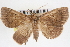  ( - CNCLEP00083890)  @13 [ ] CreativeCommons - Attribution (2014) CBG Photography Group Centre for Biodiversity Genomics