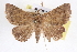 ( - CNCLEP00083891)  @13 [ ] CreativeCommons - Attribution (2014) CBG Photography Group Centre for Biodiversity Genomics