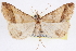  ( - CNCLEP00083892)  @11 [ ] CreativeCommons - Attribution (2014) CBG Photography Group Centre for Biodiversity Genomics