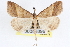  ( - CNCLEP00083896)  @11 [ ] CreativeCommons - Attribution (2014) CBG Photography Group Centre for Biodiversity Genomics