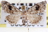  ( - CNCLEP00083916)  @14 [ ] CreativeCommons - Attribution (2014) CBG Photography Group Centre for Biodiversity Genomics