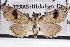  ( - CNCLEP00083917)  @11 [ ] CreativeCommons - Attribution (2014) CBG Photography Group Centre for Biodiversity Genomics