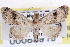  ( - CNCLEP00083919)  @14 [ ] CreativeCommons - Attribution (2014) CBG Photography Group Centre for Biodiversity Genomics