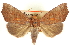  (Anomis privata - CNCLEP00083922)  @15 [ ] CreativeCommons - Attribution (2014) CBG Photography Group Centre for Biodiversity Genomics