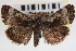  ( - CNCLEP00083941)  @11 [ ] CreativeCommons - Attribution (2014) CBG Photography Group Centre for Biodiversity Genomics