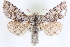  ( - CNCLEP00083950)  @11 [ ] CreativeCommons - Attribution (2014) CBG Photography Group Centre for Biodiversity Genomics