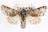  ( - CNCLEP00083951)  @14 [ ] CreativeCommons - Attribution (2014) CBG Photography Group Centre for Biodiversity Genomics
