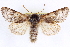  ( - CNCLEP00083952)  @14 [ ] CreativeCommons - Attribution (2014) CBG Photography Group Centre for Biodiversity Genomics