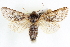  ( - CNCLEP00083953)  @13 [ ] CreativeCommons - Attribution (2014) CBG Photography Group Centre for Biodiversity Genomics