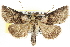  (Abrostola - CNCLEP00083957)  @15 [ ] CreativeCommons - Attribution (2014) CBG Photography Group Centre for Biodiversity Genomics