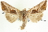  (Autoplusia - CNCLEP00083959)  @15 [ ] CreativeCommons - Attribution (2014) CBG Photography Group Centre for Biodiversity Genomics