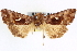  ( - CNCLEP00083963)  @12 [ ] CreativeCommons - Attribution (2014) CBG Photography Group Centre for Biodiversity Genomics