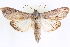  ( - CNCLEP00083984)  @15 [ ] CreativeCommons - Attribution (2014) CBG Photography Group Centre for Biodiversity Genomics