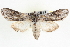 ( - CNCLEP00083986)  @14 [ ] CreativeCommons - Attribution (2014) CBG Photography Group Centre for Biodiversity Genomics