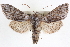  ( - CNCLEP00083990)  @15 [ ] CreativeCommons - Attribution (2014) CBG Photography Group Centre for Biodiversity Genomics