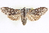  ( - CNCLEP00083995)  @11 [ ] CreativeCommons - Attribution (2014) CBG Photography Group Centre for Biodiversity Genomics