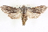  ( - CNCLEP00083996)  @15 [ ] CreativeCommons - Attribution (2014) CBG Photography Group Centre for Biodiversity Genomics