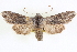  ( - CNCLEP00083997)  @11 [ ] CreativeCommons - Attribution (2014) CBG Photography Group Centre for Biodiversity Genomics