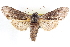  ( - CNCLEP00083999)  @15 [ ] CreativeCommons - Attribution (2014) CBG Photography Group Centre for Biodiversity Genomics