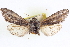  ( - CNCLEP00084002)  @11 [ ] CreativeCommons - Attribution (2014) CBG Photography Group Centre for Biodiversity Genomics